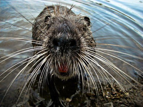 Особые приметы...