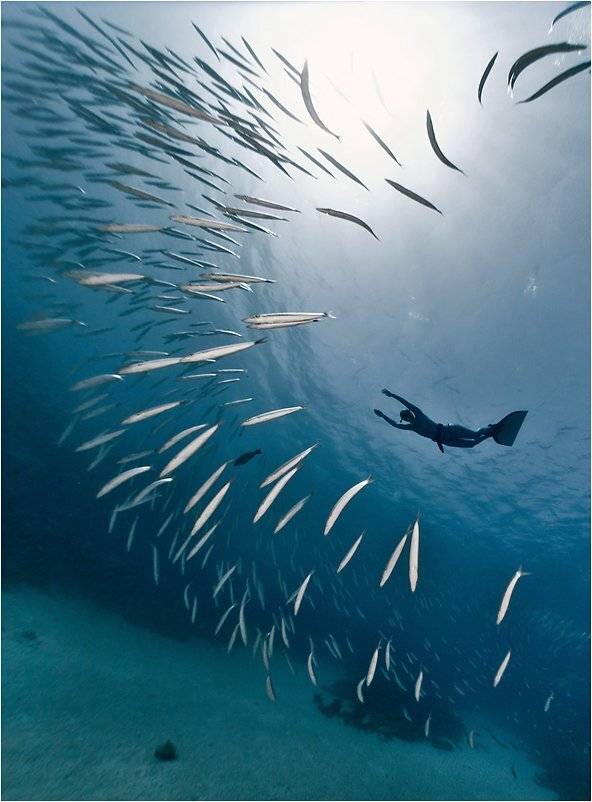 дахаб, фридайвер, сергей шанин, циркуляр, Сергей Шанин