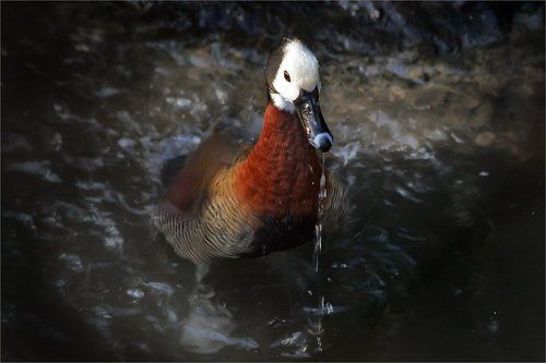 Такая вкусная водица... Что не могу никак напиться..