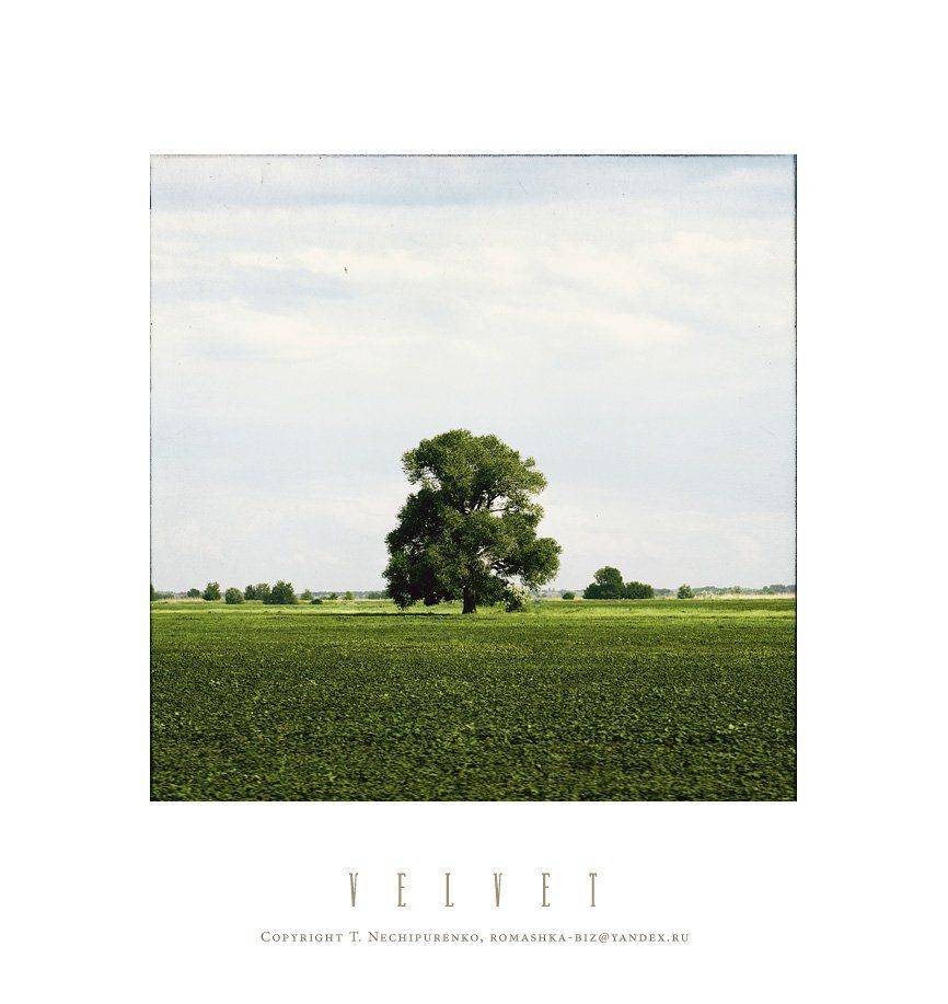 дерево лето, Romashka