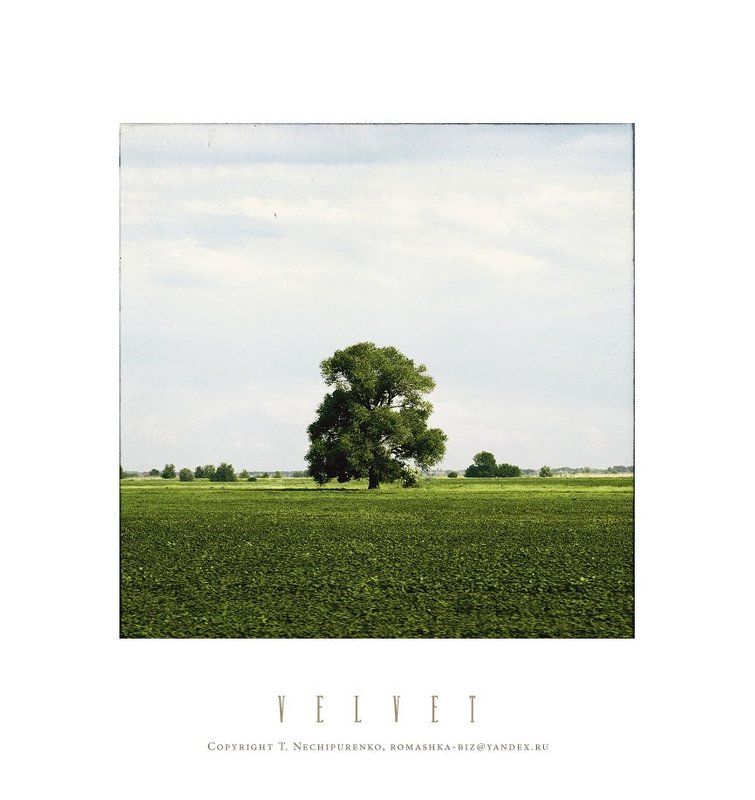 дерево лето *** фото превью