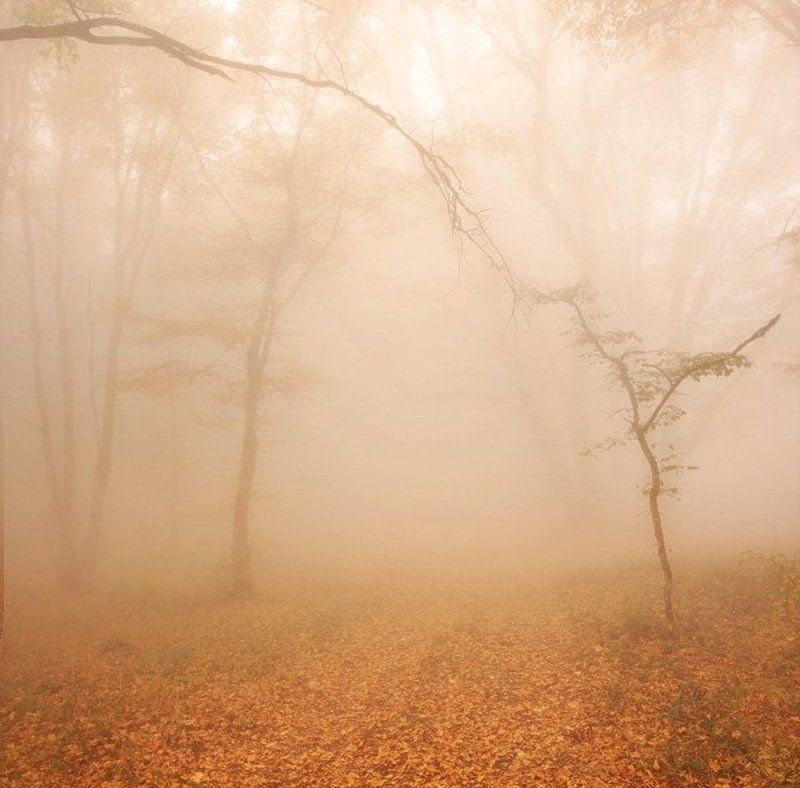 Хрупкость фото превью