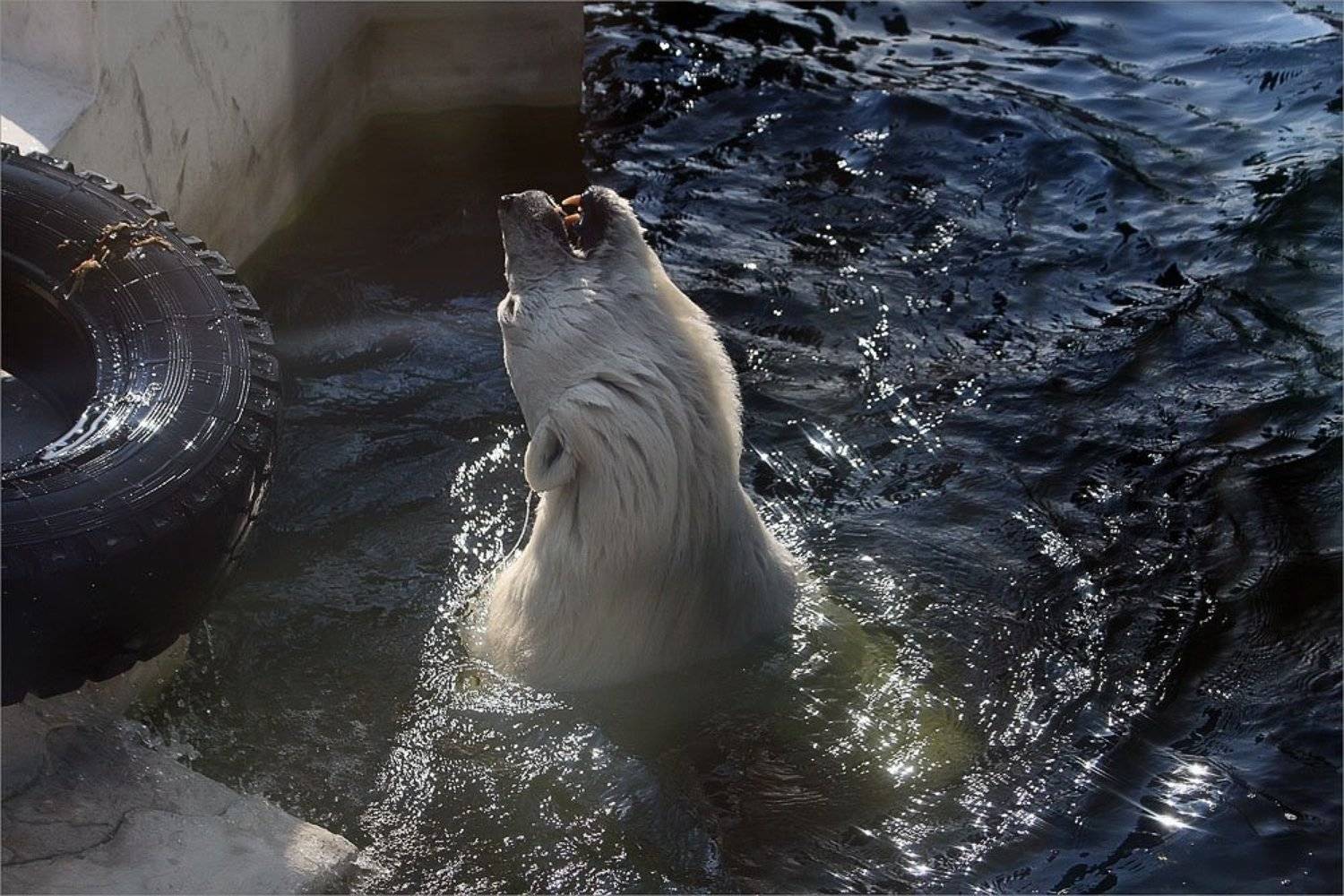 мишка белый, nadyk