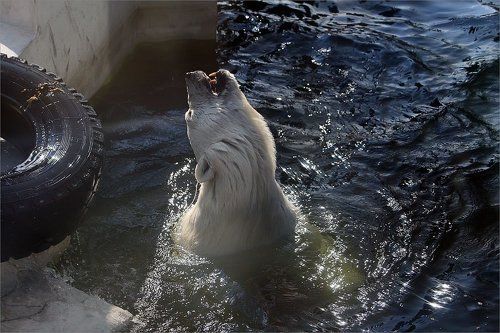 Водоем - это вам не какая то грязь.. Жизнь по кайфу у мишки... Жизнь удалась -)