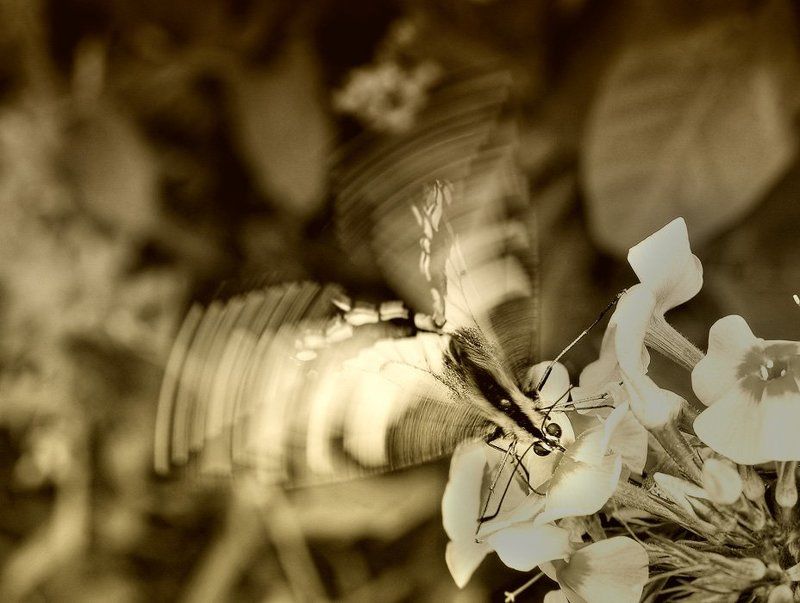 бабочка, махаон Трепет фото превью