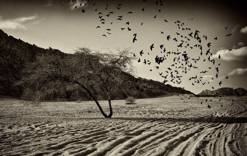 ...кто здесь хозяин?!... фото превью