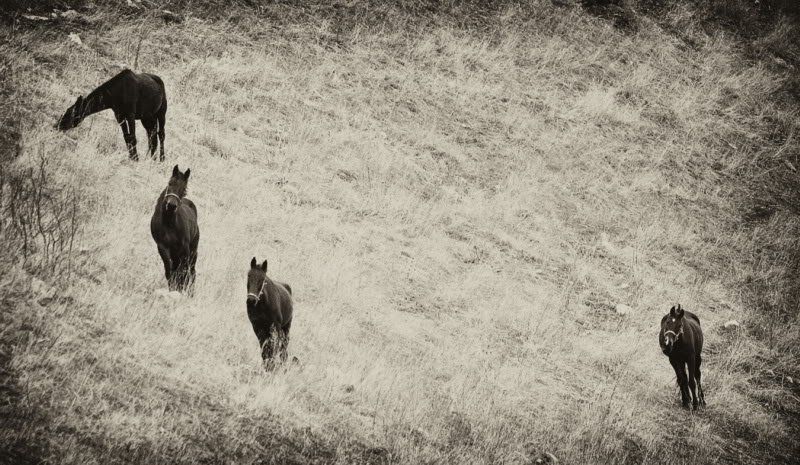 четыре, лошади Четыре фото превью