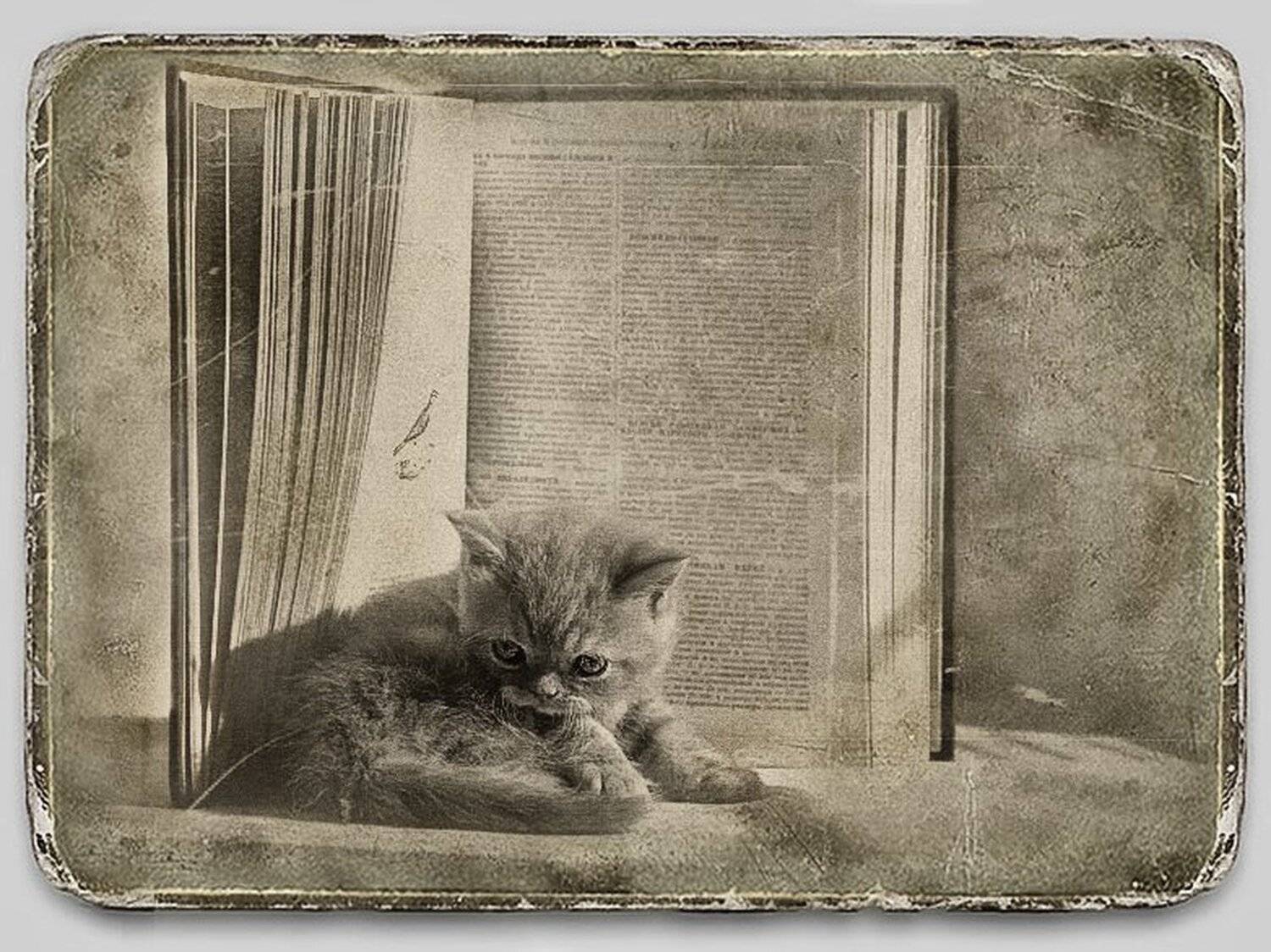 книга, птичка, рыжий экзотический котик, философ, стилизация, Nateletro