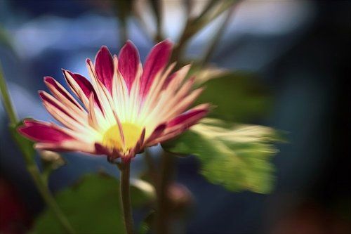 Цветы - они всегда для души.. Они не просто красивы.. - они просто хороши..