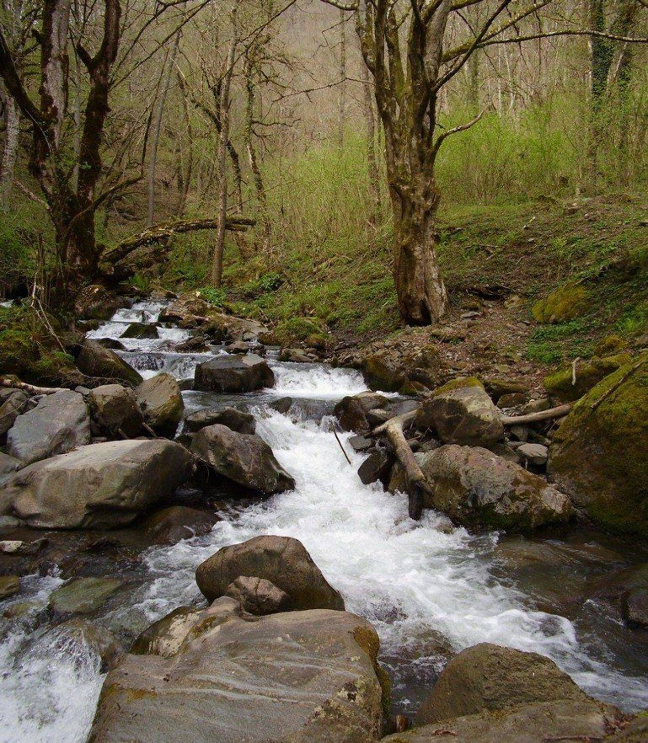 весна, панорама, ручей, вода, лес, сочи, красная поляна, Наталья Герасименко