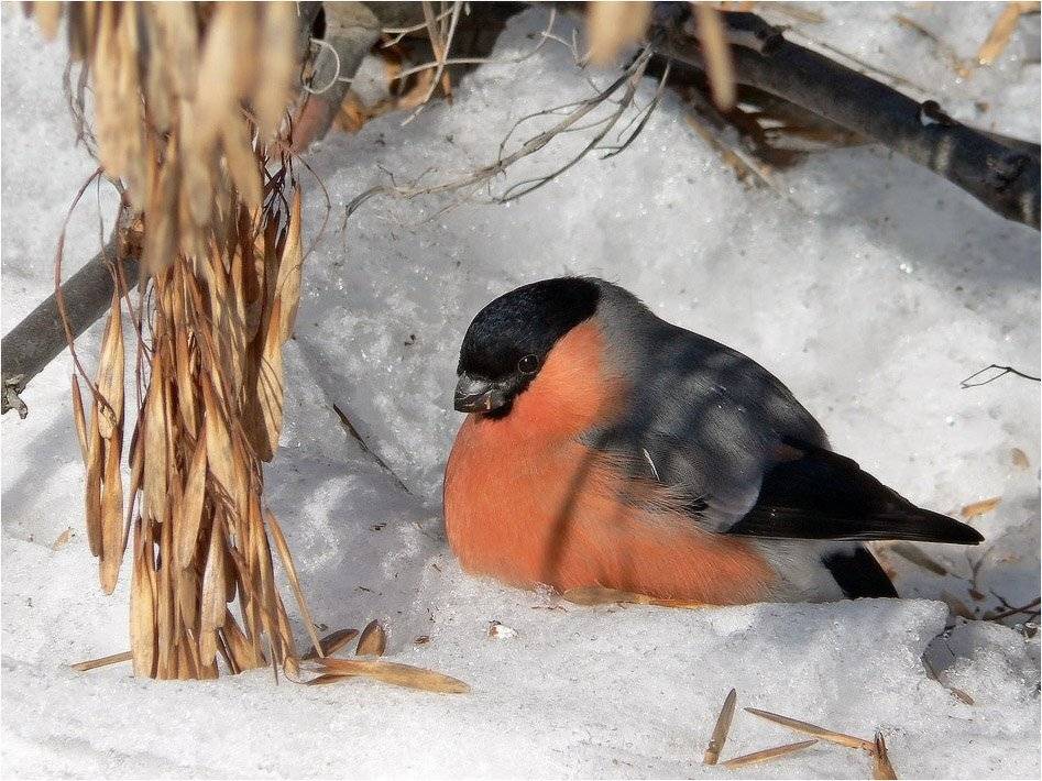 снегирь, КарОл