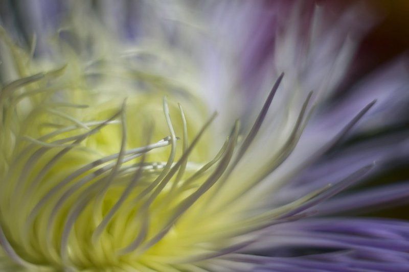 макро,цветок,астра Сияние фото превью