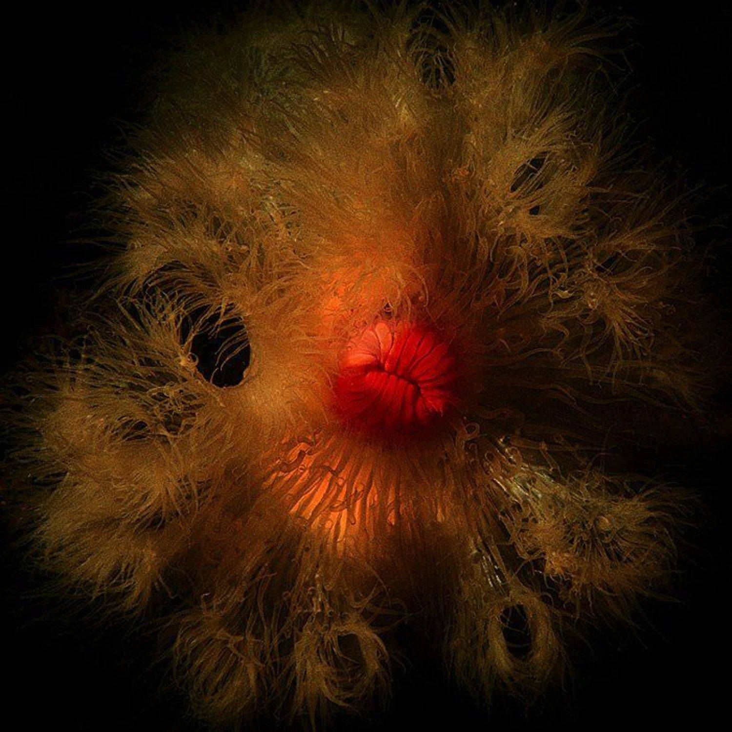 дайвинг, подводный мир, актиния, белое море, Витя Лягушкин