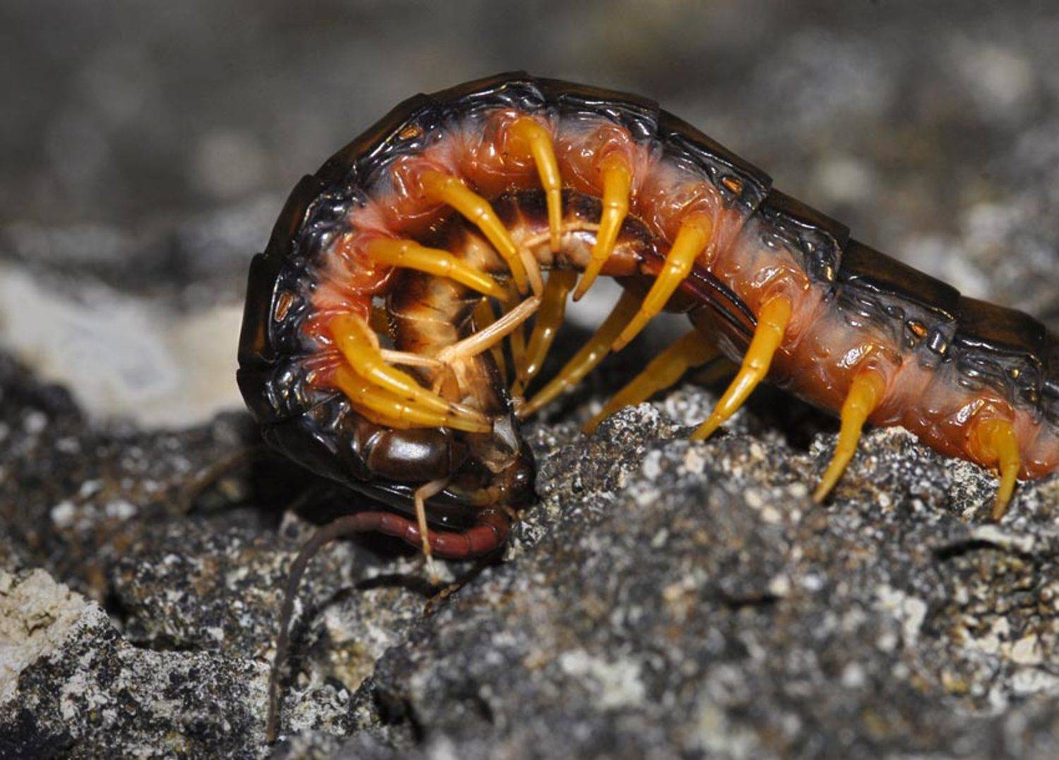 кольчатая, сколопендра, scolopendra, cingulata, Юрий Охлопков