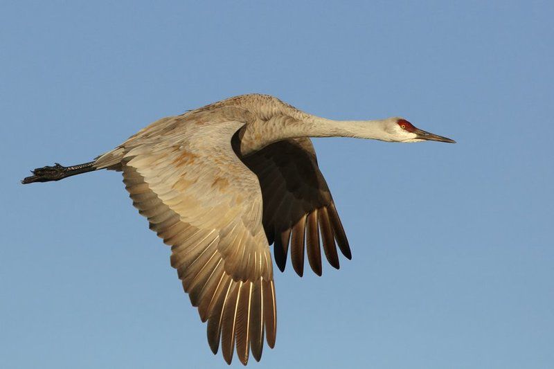 Канадский журавль фото превью