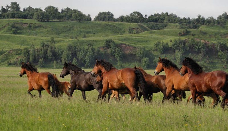 Про лошадок фото превью