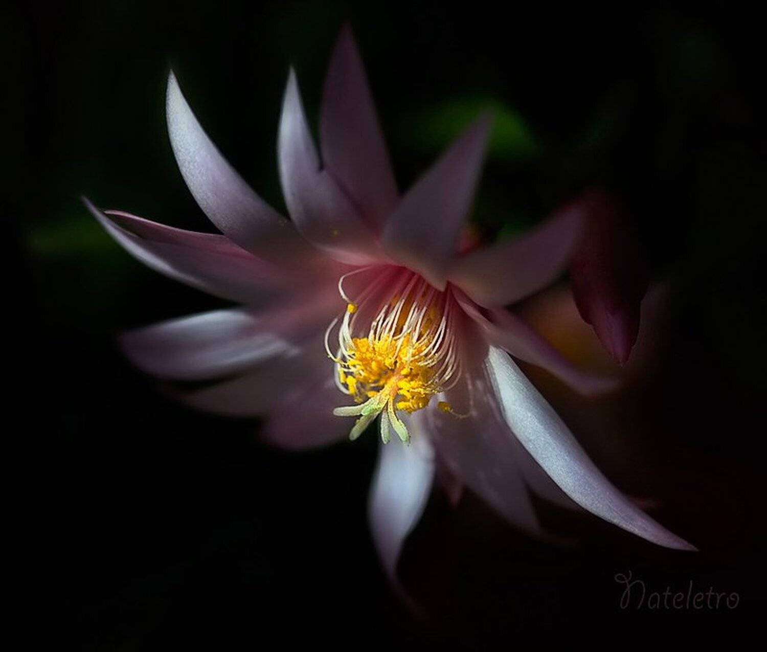 рипсалидопсис, пасхальный кактус, Nateletro