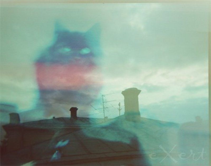 мульт-экспозиция, хольга Чешир фото превью