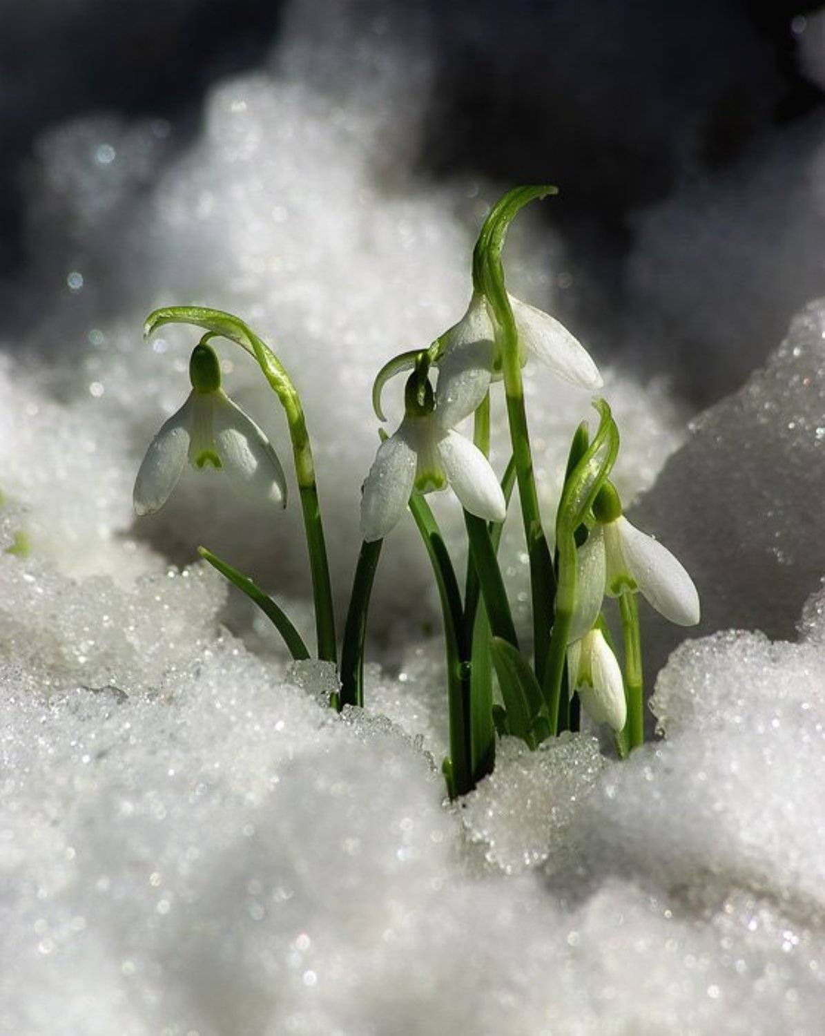 подснежники, галантусы, снег, прошлое лето