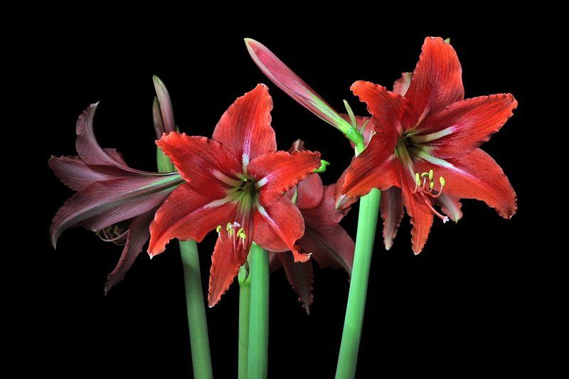 цветы *** фото превью