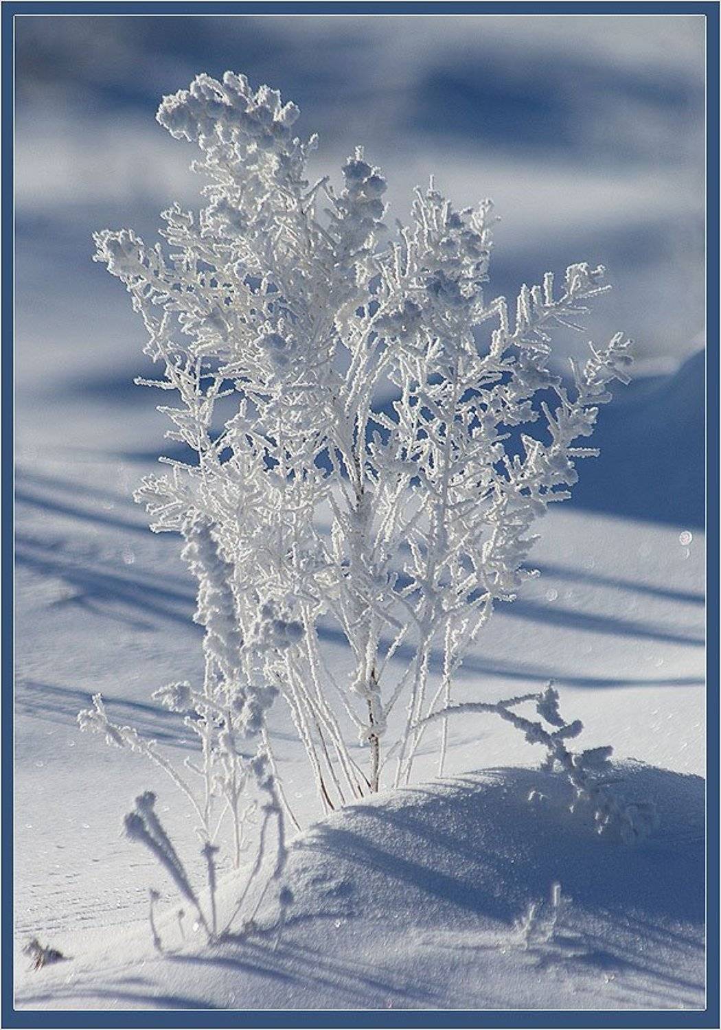 трава,иней, Солодухин Виктор