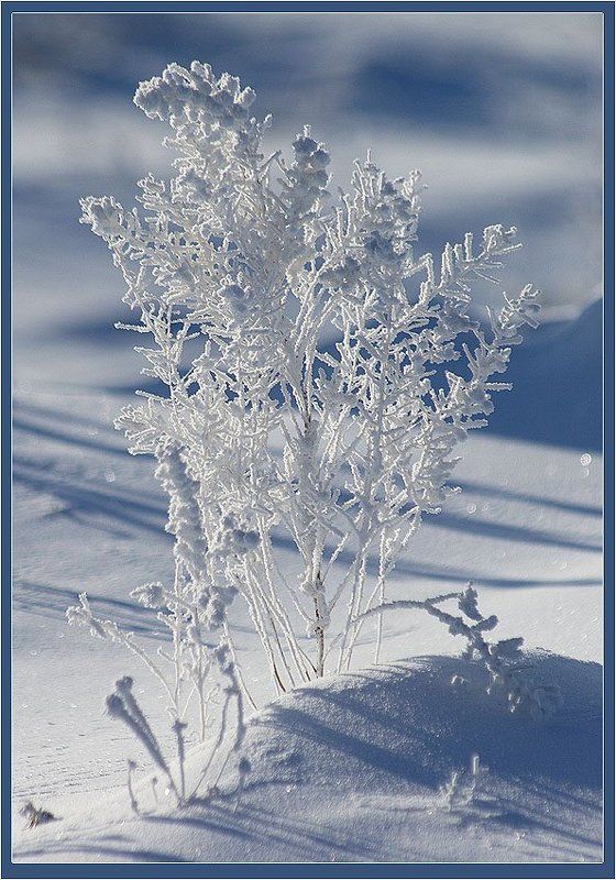 трава,иней Иней фото превью