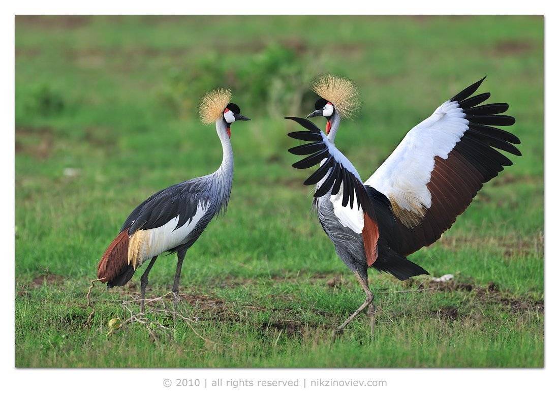 африка амбосели танзания кения венценосный журавль, Николай Зиновьев
