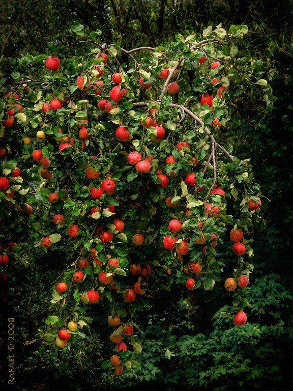 , Рафаэль Александрович Фоменко