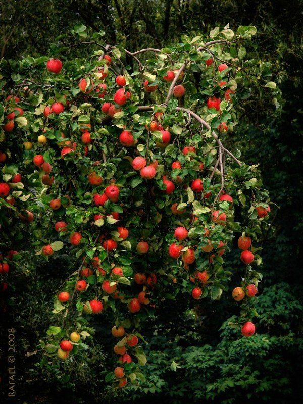 Хочу яблок! фото превью