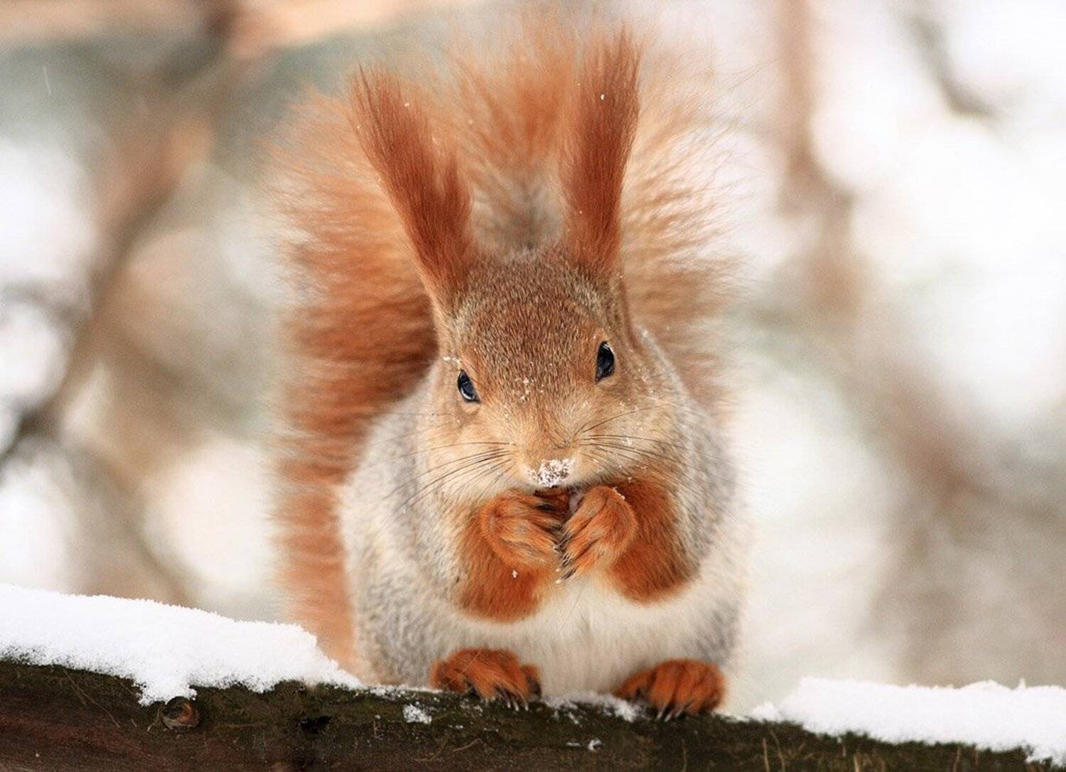 зима, обед, рыжая, Boroduk'ka