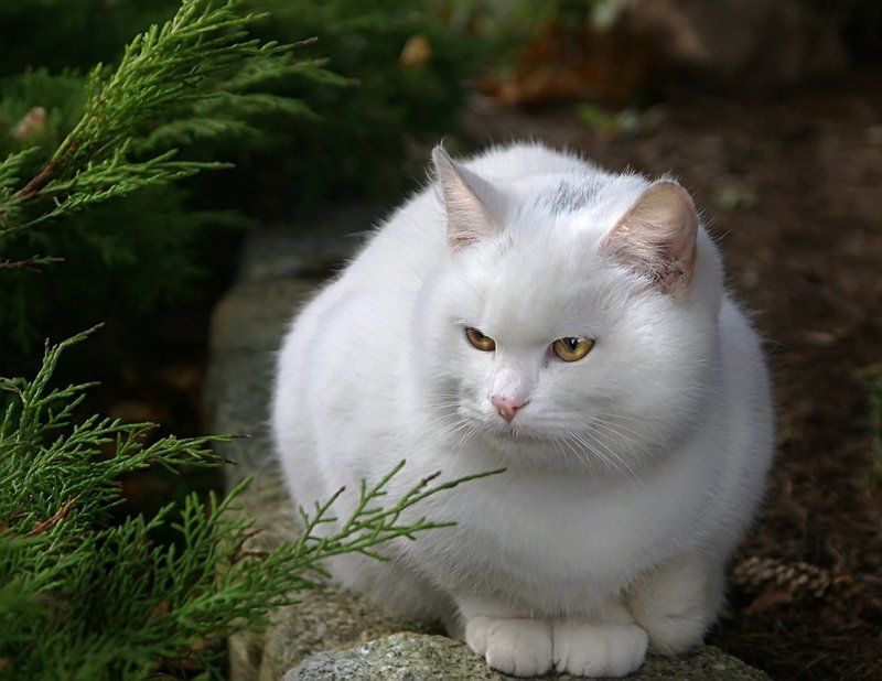 белая кошка Белая королева фото превью