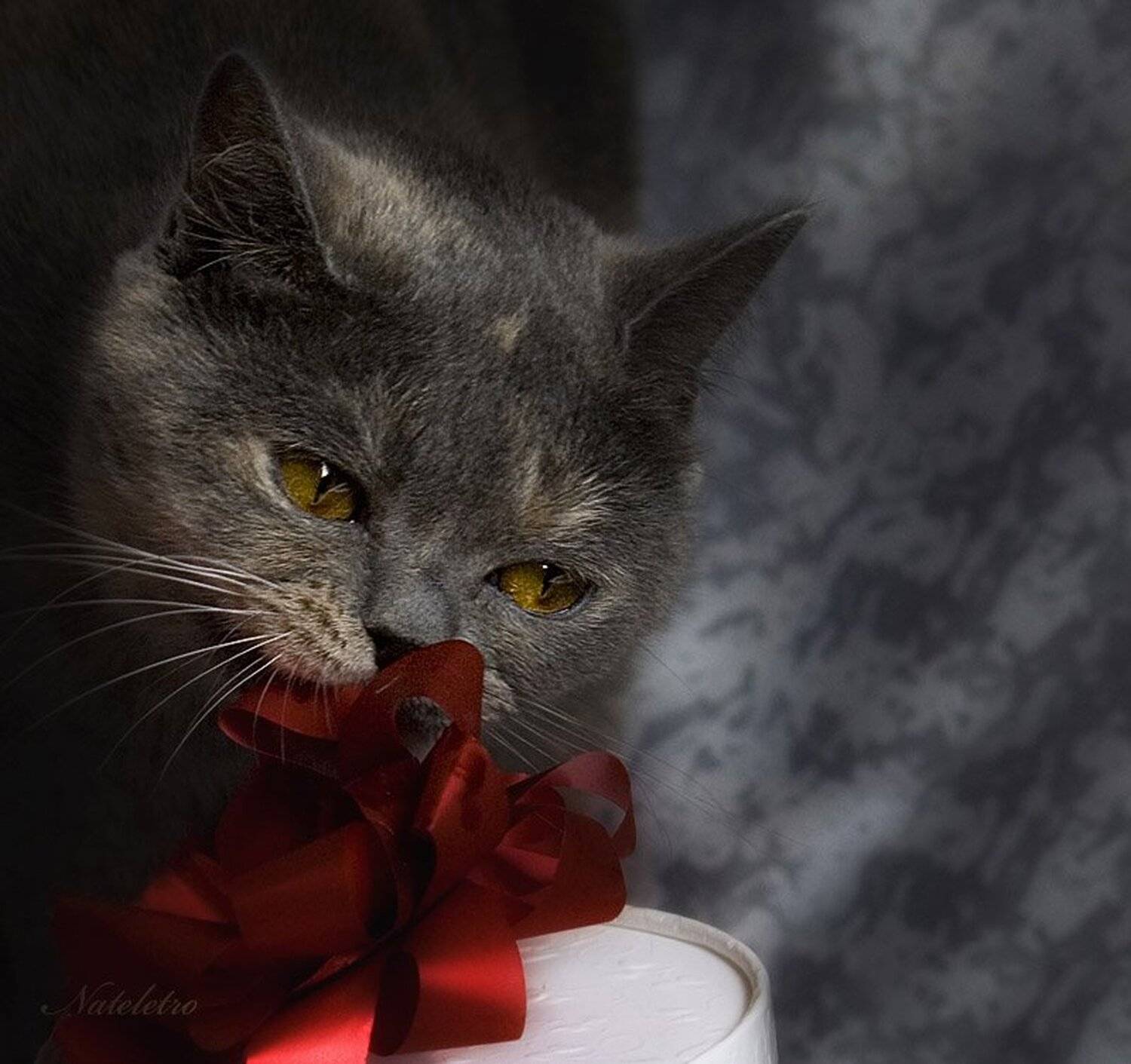 экзотическая кошка, Nateletro