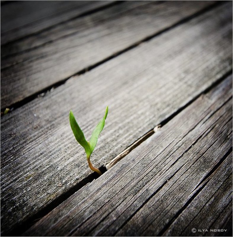 Сила жизни фото превью