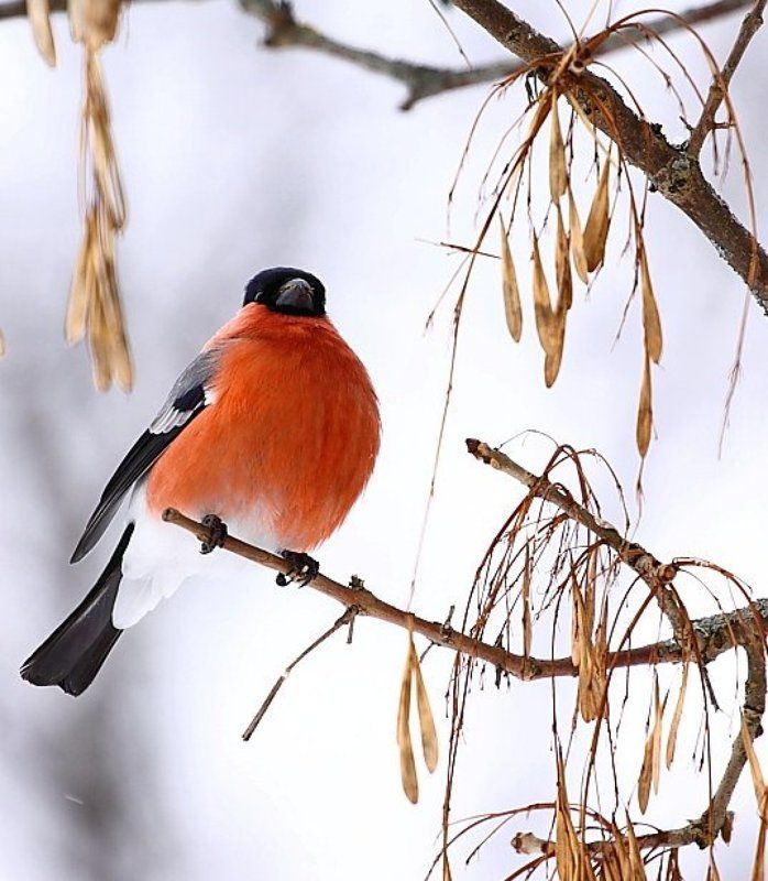 Толстячок фото превью