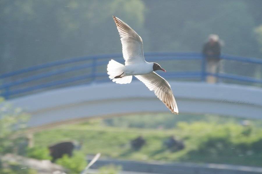 чайка, птица, человек, полет, Динара