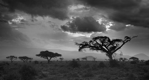 Сумеречная саванна