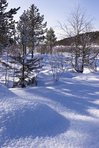 Солнечно.....Мартовский этюдик.