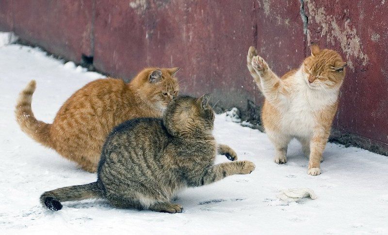 два против одного фото превью