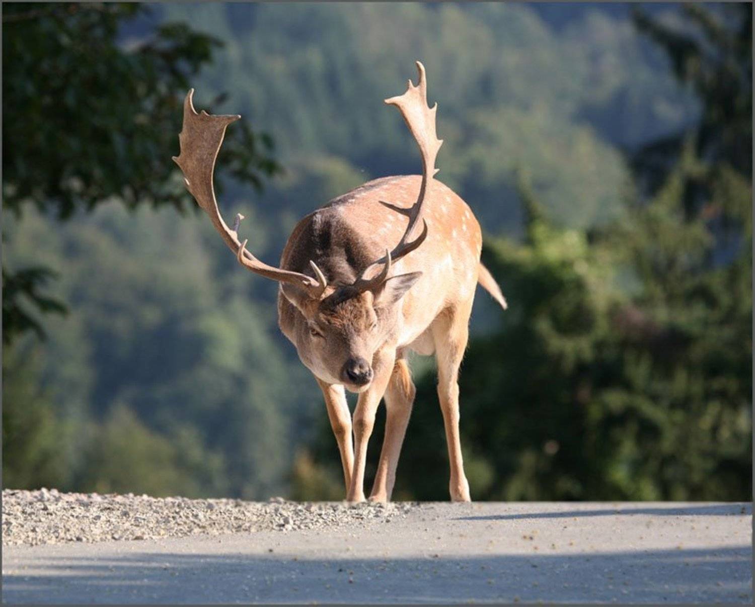 словения,2009, Юрий Савинский