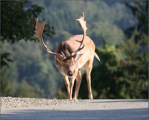 Олень альпийский