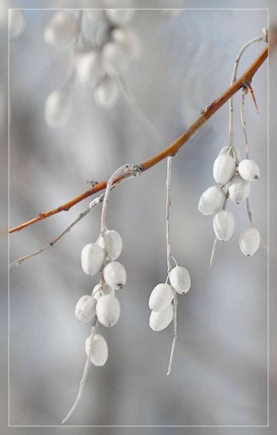 ветка дерево ягода плод, shining)