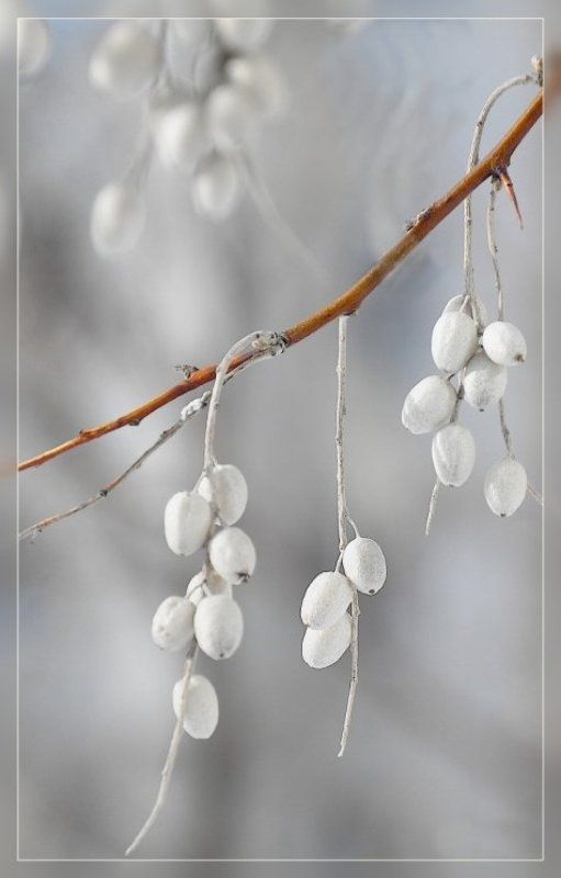 ветка дерево ягода плод Весна) фото превью