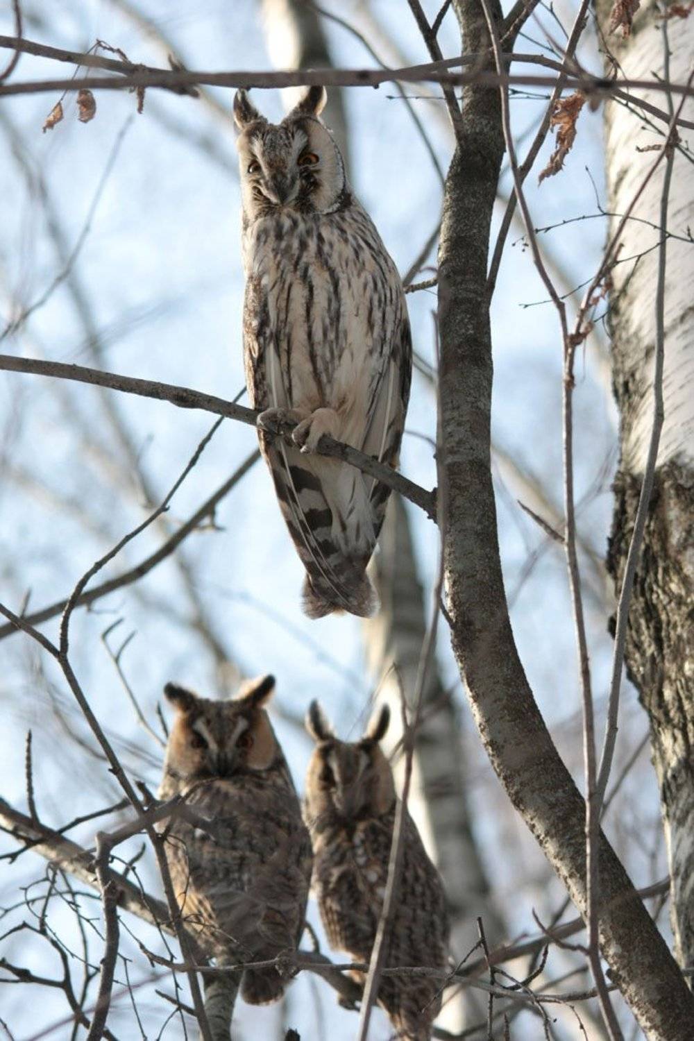 птица, птицы, природа, животные, весна, солнце, сова, совы, ушастая сова,, Юрий Соколков