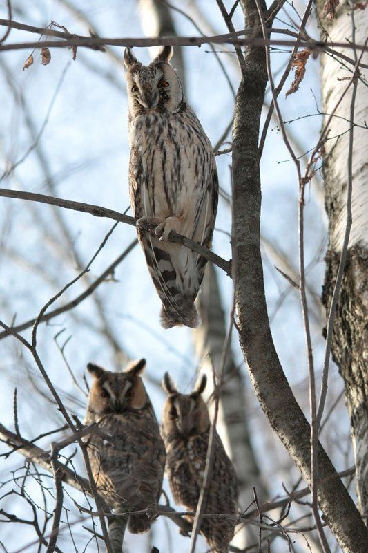 птица, птицы, природа, животные, весна, солнце, сова, совы, ушастая сова, Утренние  совы... фото превью