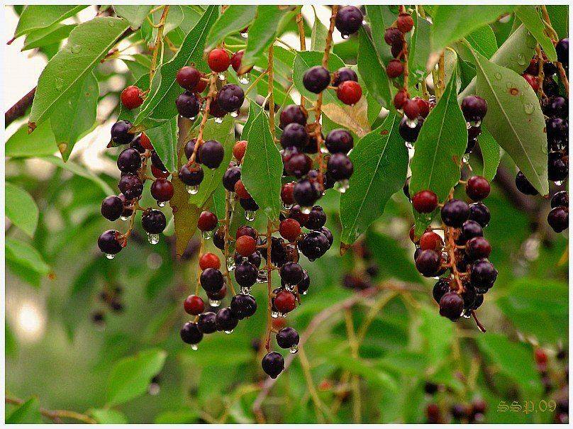 , СЕРГЕЙ СВИРИДОВ