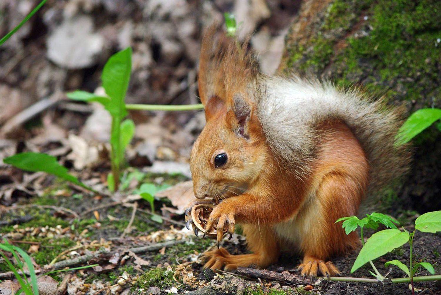 белка,орех, Сергей Павлов
