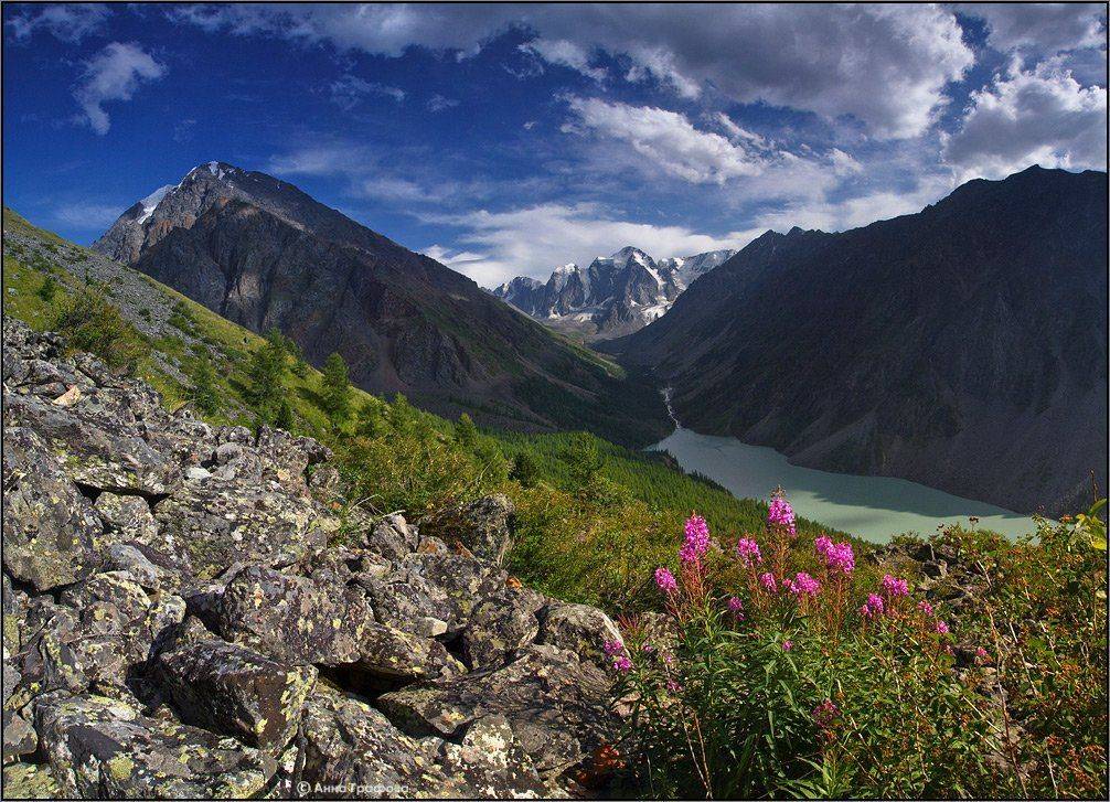 алтай, горы, горный алтай, шавло, мечта, сказка, красавица, северо-чуйский хребет, иван-чай, аня графова, Аня Графова