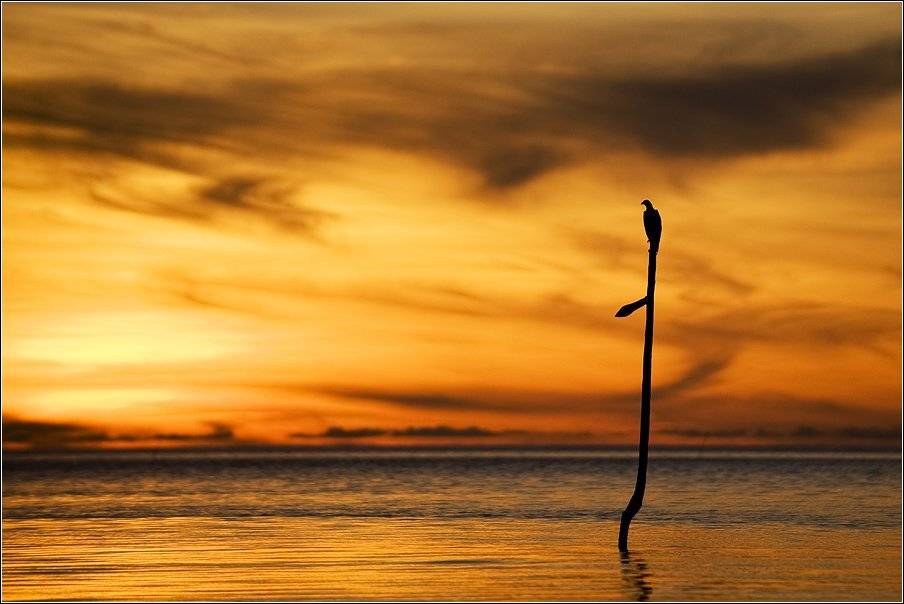 , Владимир Жданов