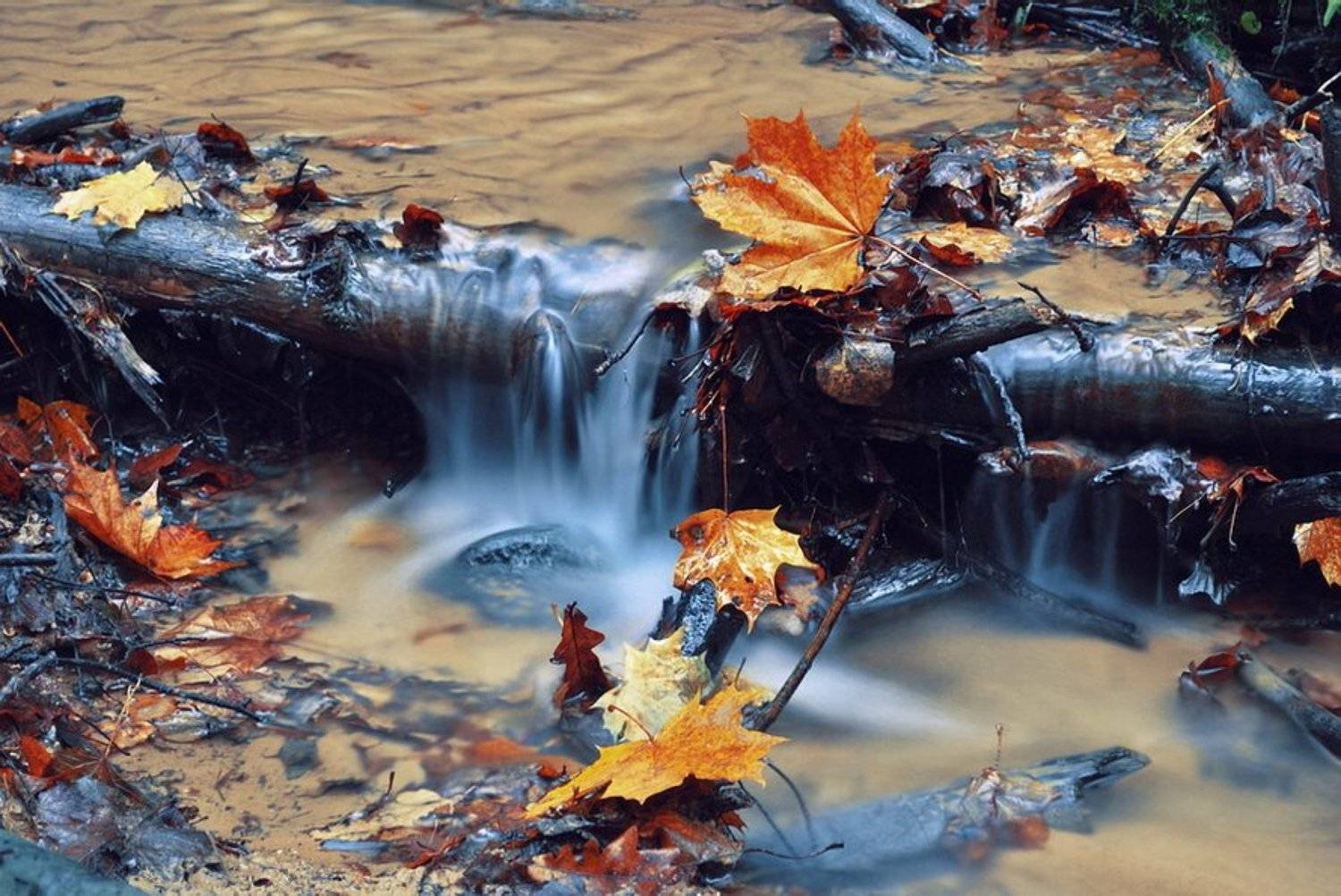 осень, ручей, листва, mitranor