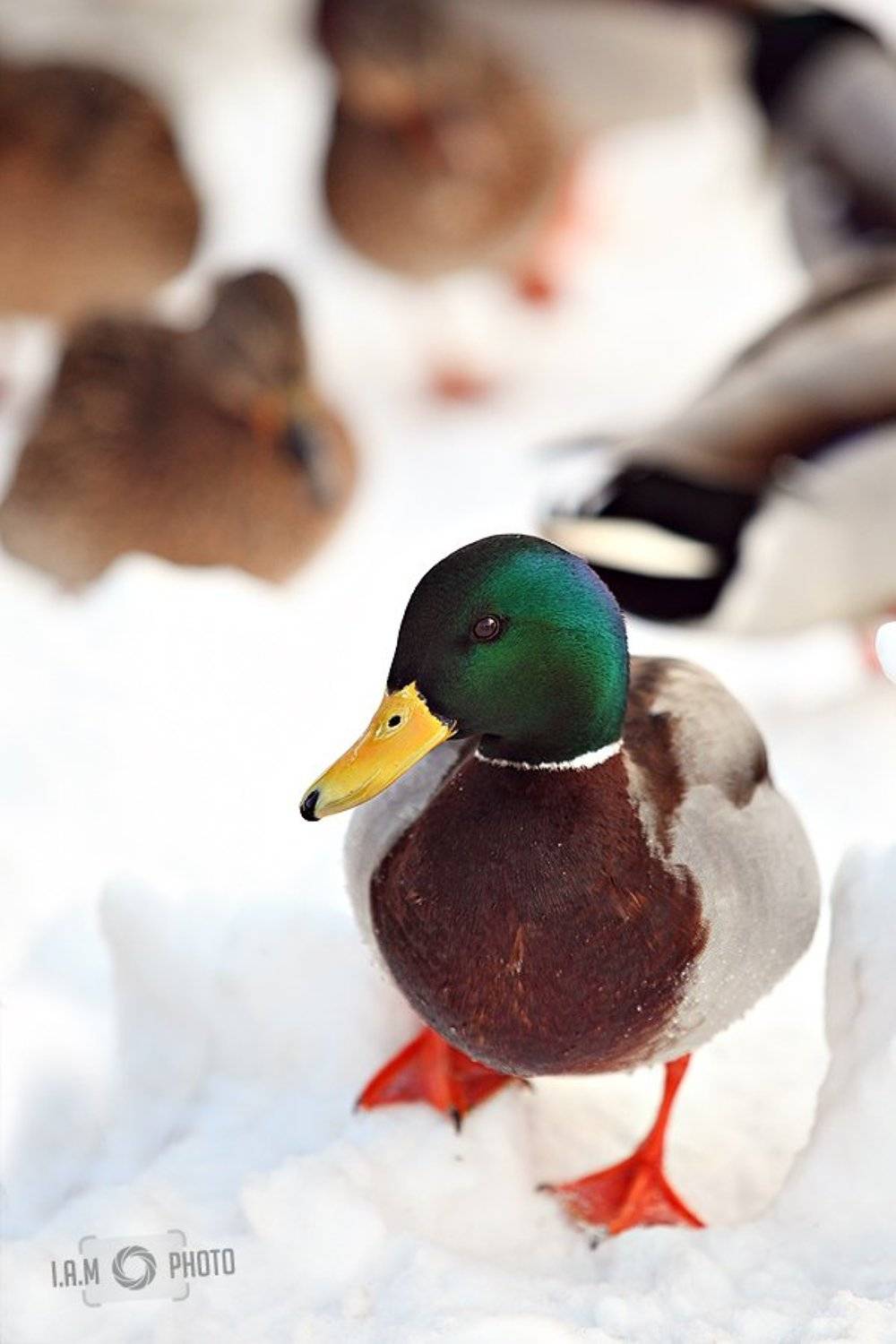 , Артём Саватеев